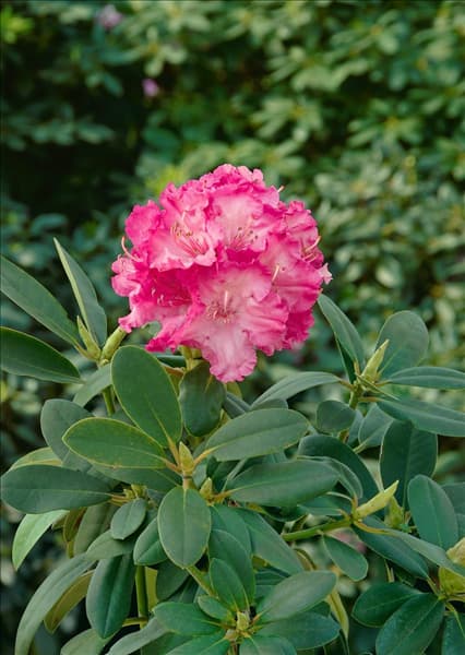 Rhododendron yakushimanum Tatjana