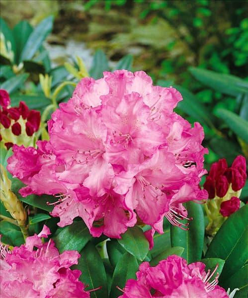 RHODODENDRON YAKUSHIMANUM TATJANA