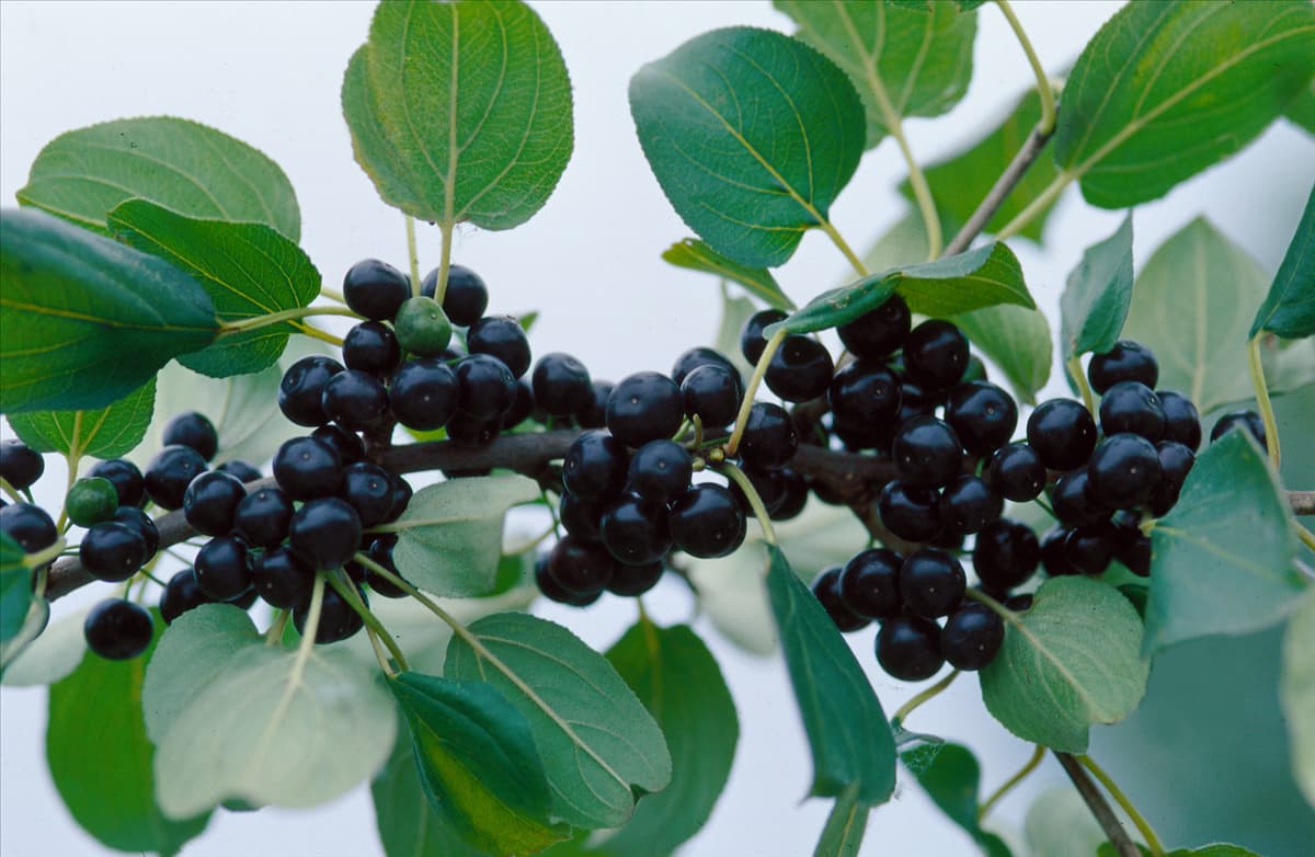 Rhamnus cathartica