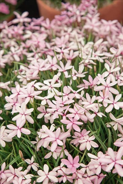 Rhodohypoxis Apple Blossom