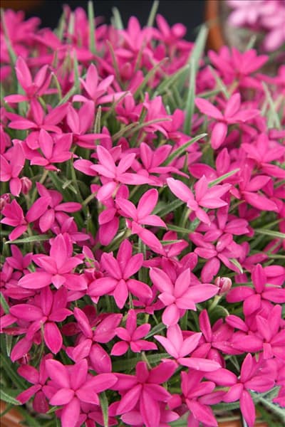 Rhodohypoxis Monty