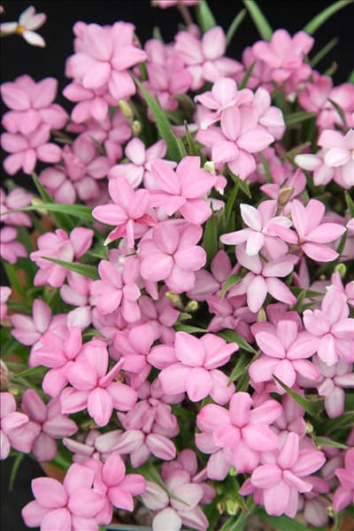 Rhodohypoxis Margaret Rose