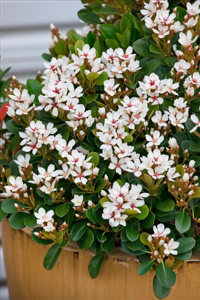 Rhaphiolepis indica Oriental Pearl
