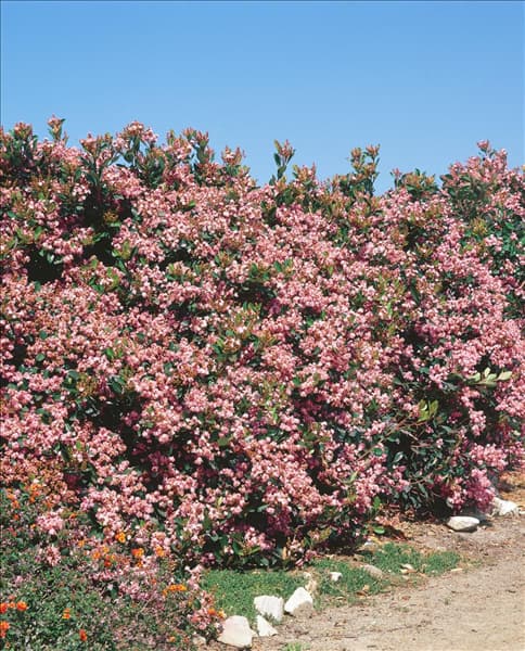 Rhaphiolepis indica