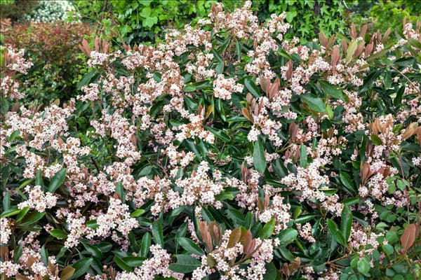 Rhaphiolepis indica