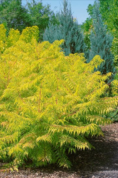 Rhus typhina Tiger Eyes ®