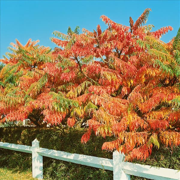 Rhus typhina Dissecta