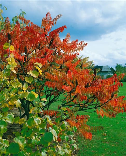 Rhus typhina Dissecta
