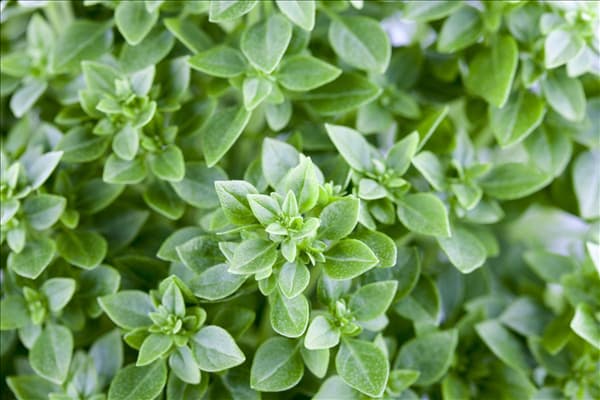 Ocimum basilicum