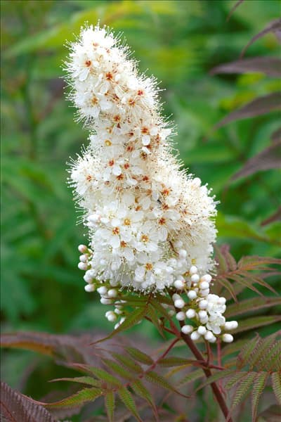 Sorbaria sorbifolia Sem