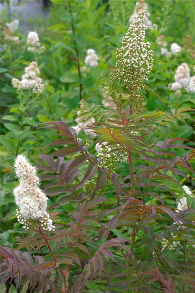 Sorbaria sorbifolia Sem