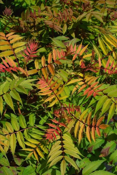 Sorbaria sorbifolia Sem