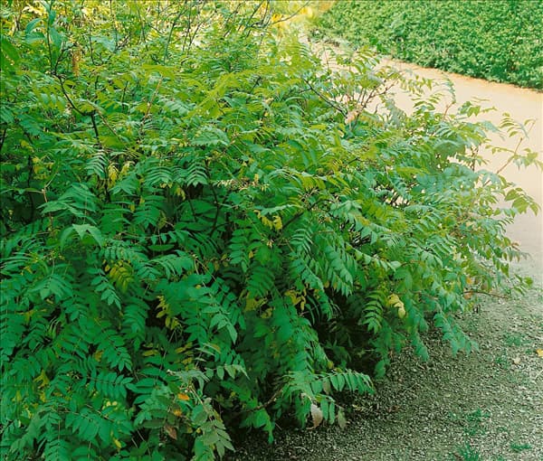 SORBARIA SORBIFOLIA