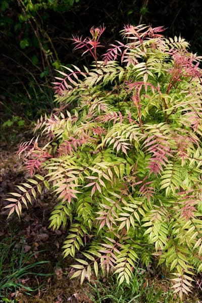 Sorbaria sorbifolia Sem