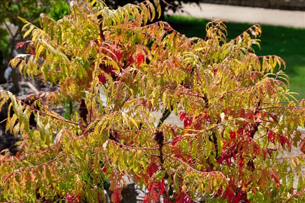 Rhus typhina Tiger Eyes ®