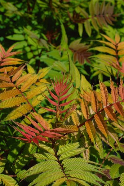Sorbaria sorbifolia Sem