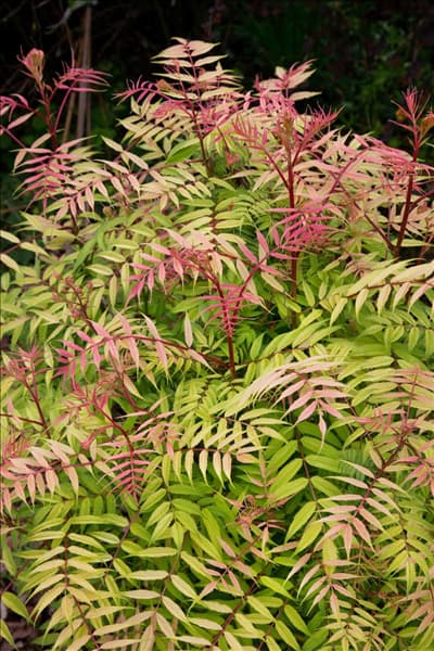 Sorbaria sorbifolia Sem