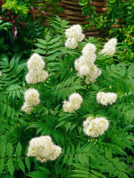 Sorbaria sorbifolia Sem (R)