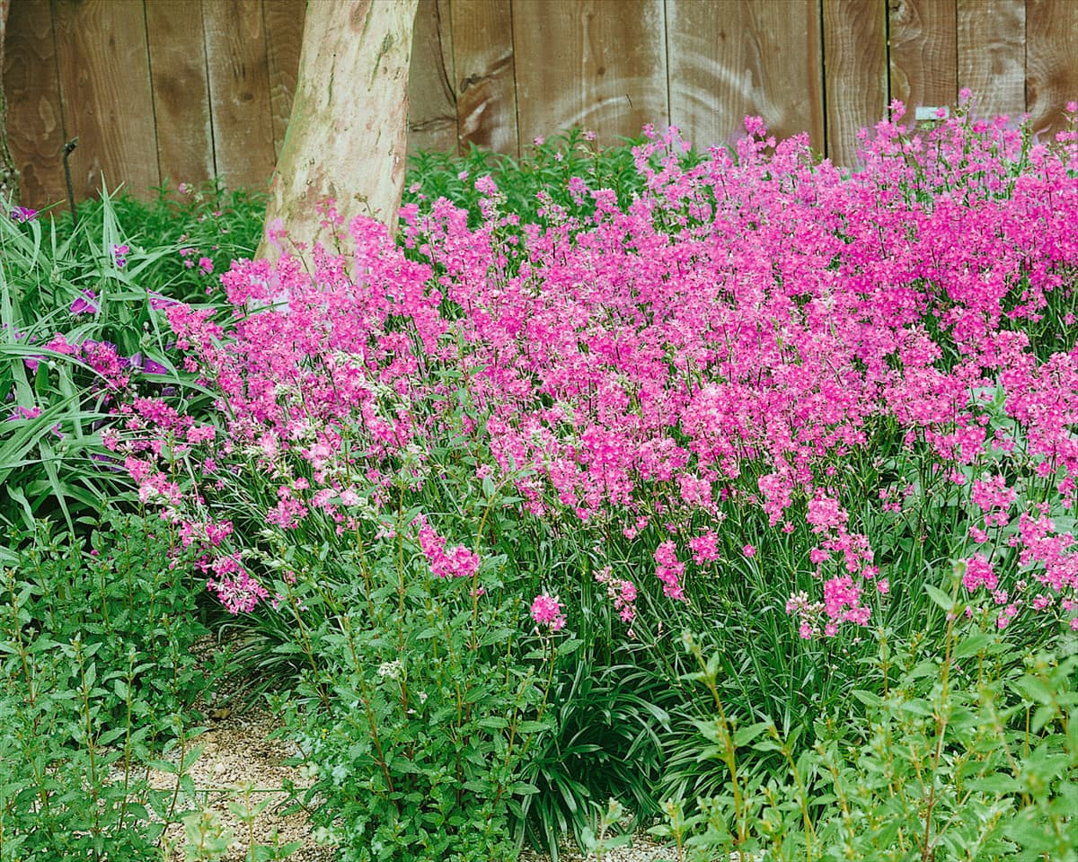 Silene viscaria Splendens