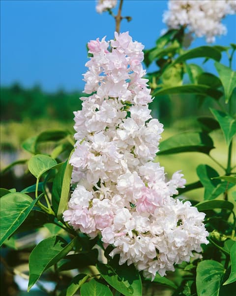Syringa vulgaris Beauty of Moscow