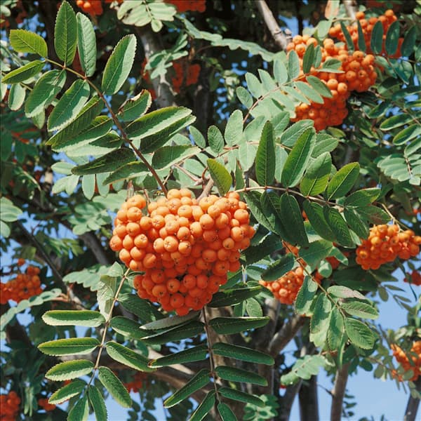 Sorbus aucuparia