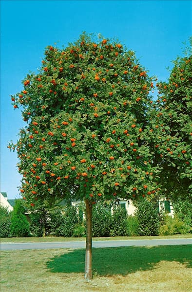 Sorbus aucuparia