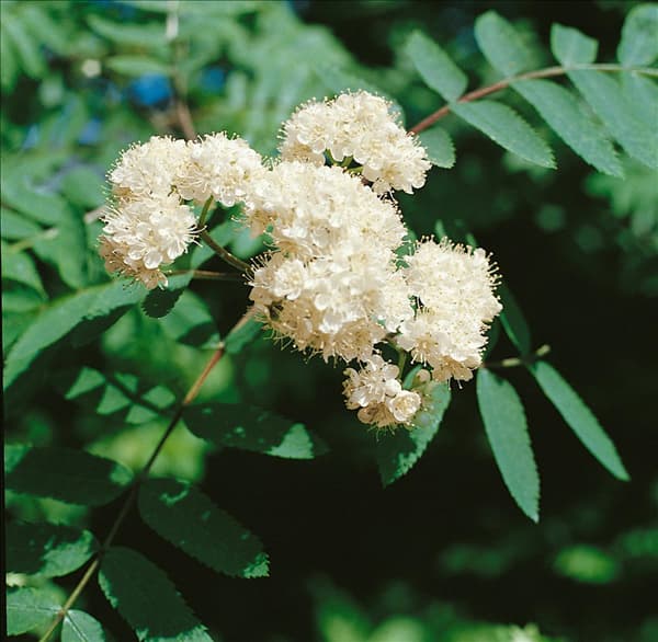 Sorbus aucuparia