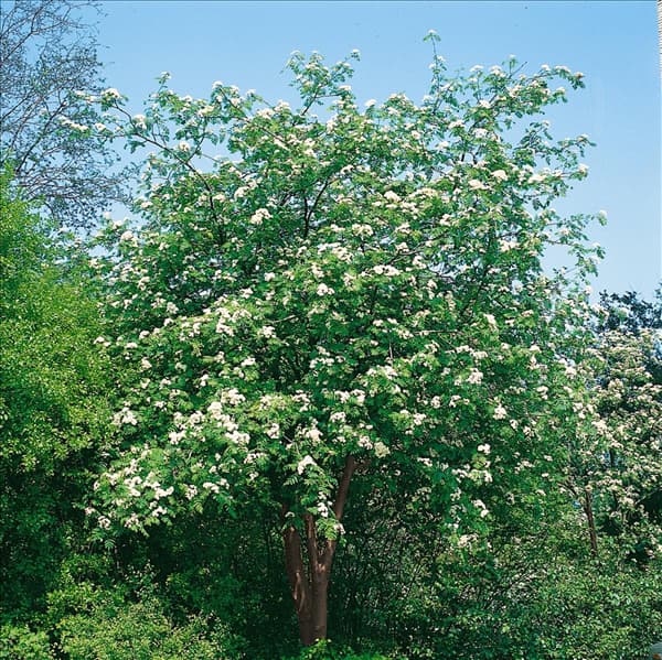 Sorbus aucuparia