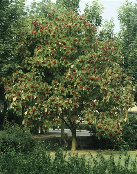 Sorbus aucuparia