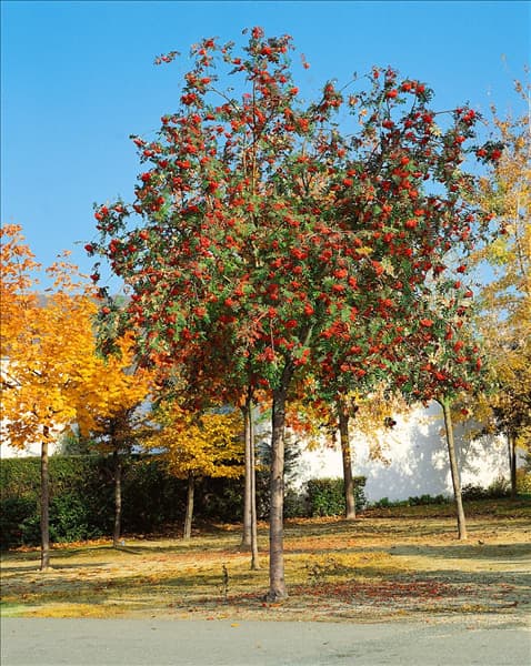 Sorbus aucuparia