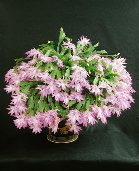 SCHLUMBERGERA ZYGOCACTUS MADAME BUTTERFLY