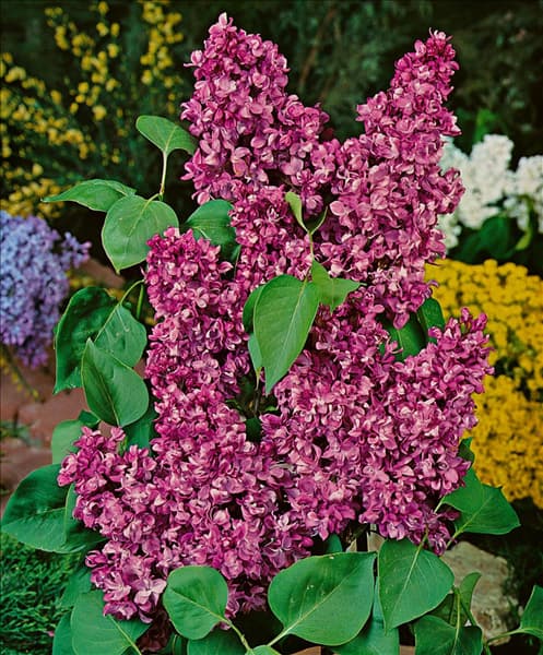 SYRINGA VULGARIS CHARLES JOLY