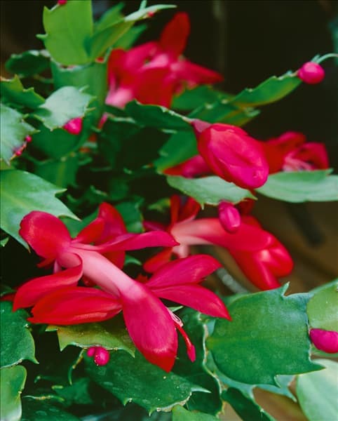 Schlumbergera, red