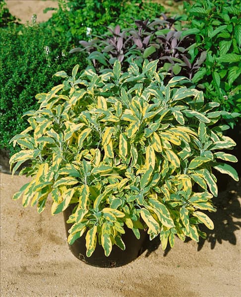 Salvia officinalis Aurea