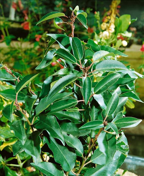 Prunus lusitanica Myrtifolia / Detail