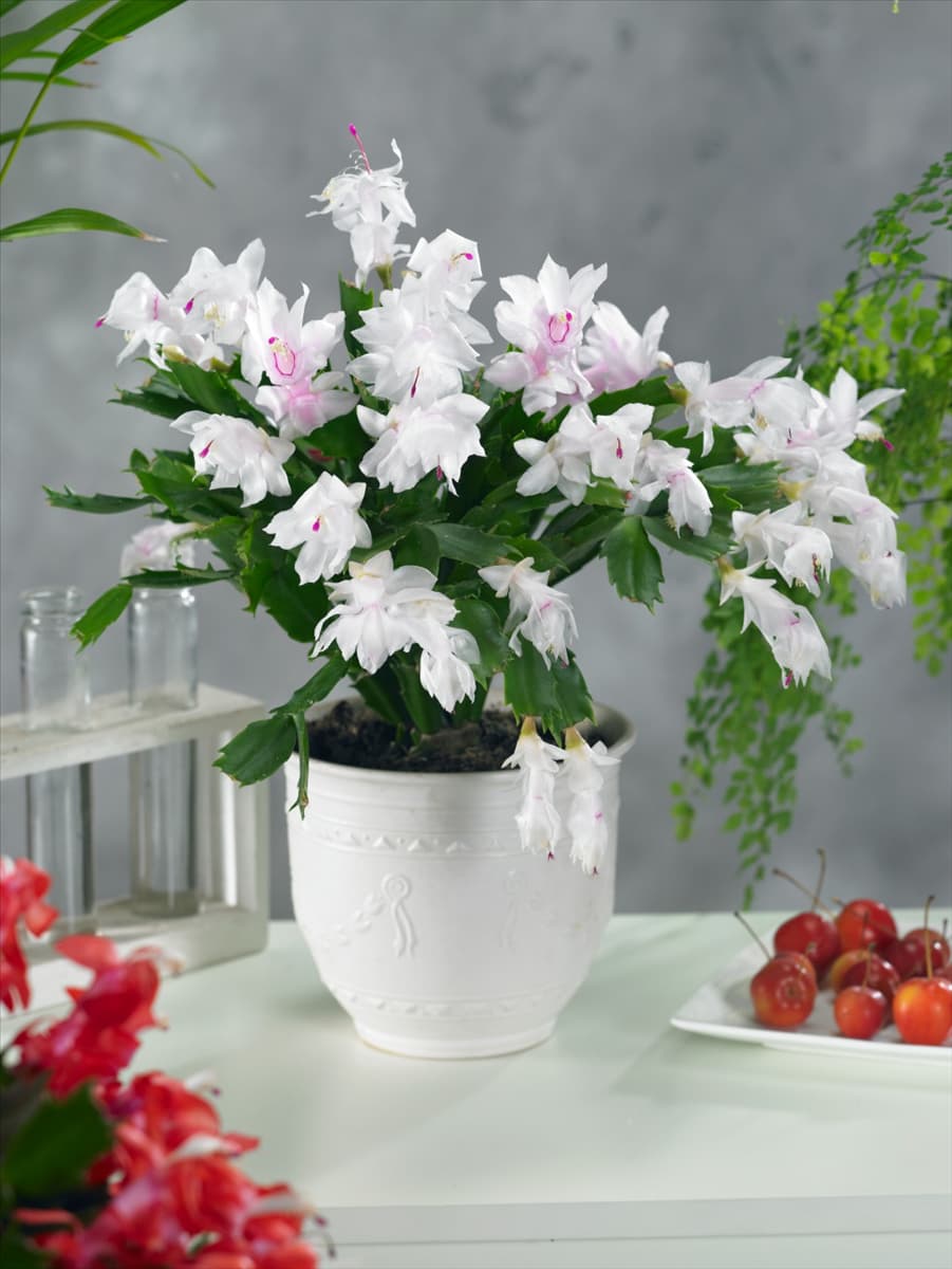 Schlumbergera White