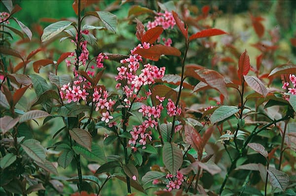 Prunus padus Colorata