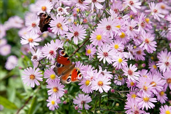 Aster Pink Star