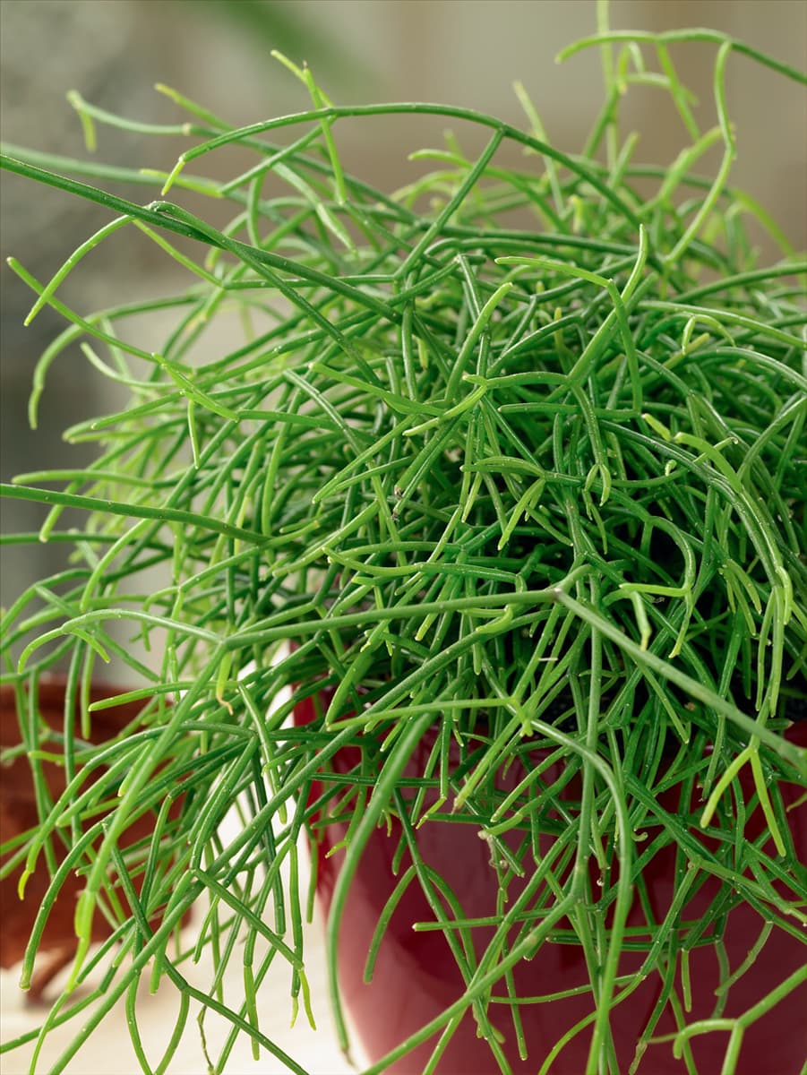 Rhipsalis cassutha in pot