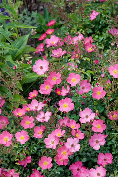 Rosa Fortuna ®
