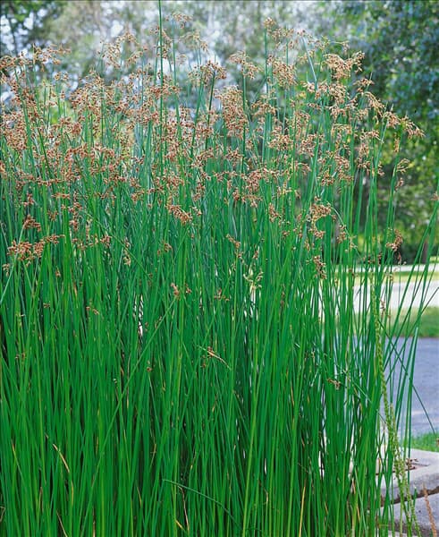 SCIRPUS LACUSTRIS