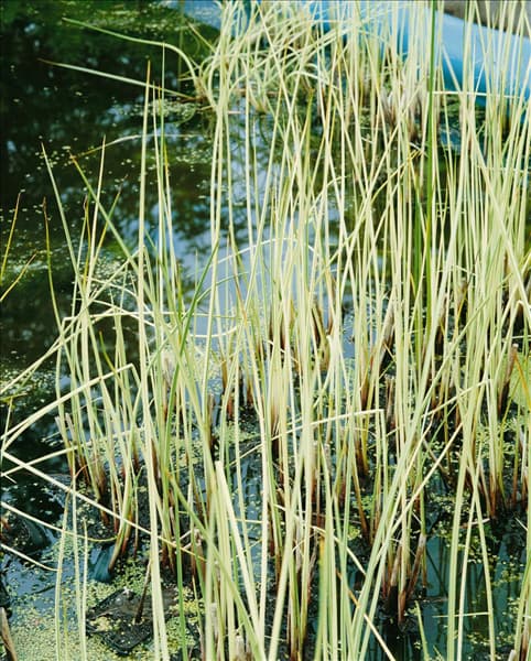 SCIRPUS LACUSTRIS ALBESCENS