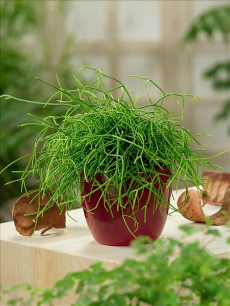 Rhipsalis cassutha in pot