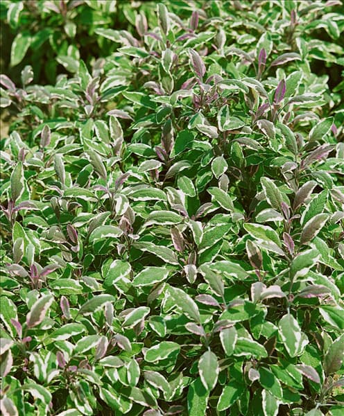 Salvia officinalis Tricolor