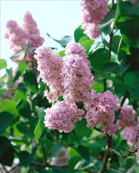 Syringa vulgaris Belle de Nancy