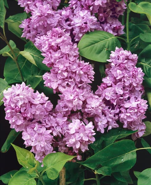 SYRINGA VULGARIS