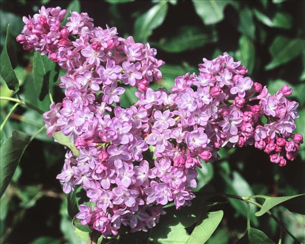 Syringa vulgaris Belle de Nancy