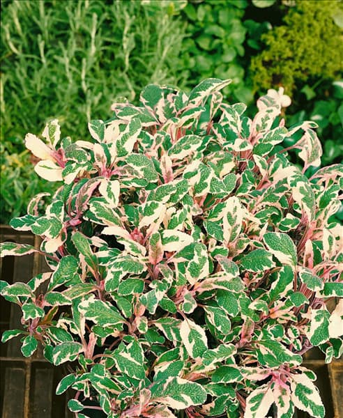 Salvia officinalis Tricolor