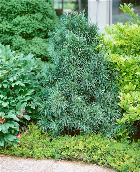 SCIADOPITYS VERTICILLATA