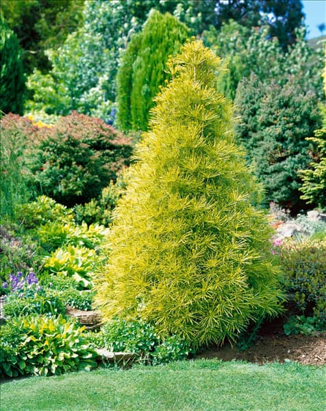 SCIADOPITYS VERTICILLATA